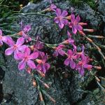 acantholimonflos2venustumfoord1a