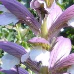 acanthusspinosuspflocoblands1