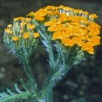 achilleaflos2chrysocomafoord1a