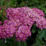 achilleapforapfelblutervroger1a