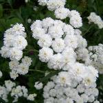 achilleaptarmicabouledeneigepforrvroger1