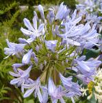 agapanthusbressinghambluepfloscoblands1