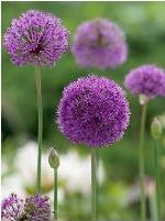 alliumpforaflatunensepurplesensationgeetee