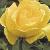 anderrosasunblestfloa90a