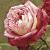 anderrosadailysketchflomiddlea91a