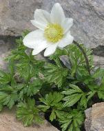 anemonecforbaldensiswikimediacommons