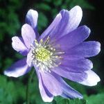 anemoneflo1blandafoord1a