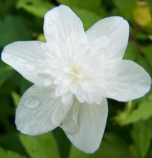 anemonepflonemerosaalbaplenarvroger