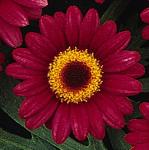 argyranthemumflocmadeirasantana1a