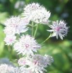 astrantiafflosmajorkevock1