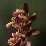 cytisusflolena1