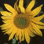 helianthusfloannuus1a