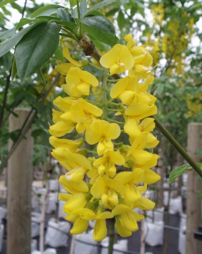 laburnumpfloswatererivossiipershapecoblands1