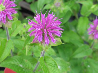 monardapforcroftwaypinkherpershape1