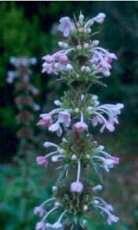 morinapfloslongifoliapershape1