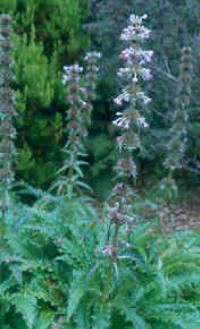 morinapforlongifoliapershape1