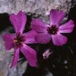 phloxfflosubulatatemiskaming1a