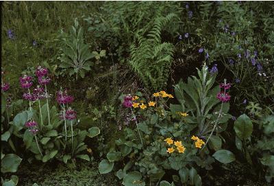 primulapforjaponicapershapefoord1