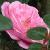 rosaaudreywilcoxflomidcgarnonswilliams1a
