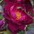 rosacardinalhumecflomidgarnonswilliams1
