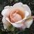 rosachampagnecelebrationcflomidgarnonswilliams1