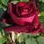 rosadeepsecretcflomidgarnonswilliams1