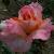 rosadeidrehallcflorogerltd1a
