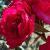 rosadorismorgancflo1a