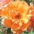 rosadoristystermancflocoblands1