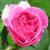rosagertrudejekyllflomidcgarnonswilliams1a
