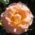 rosagoldenoldiecflomidgarnonswilliams1a
