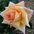 rosalincolnshirepoachercflorogerltd1