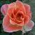 rosamyracflorogerltd1