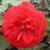 rosarosemaryrosecflorogerltd1