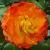 rosatequilasunrisecflorogerltd1