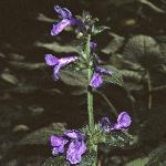 stachysflosmacrantha1a