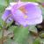 thumbIMG5521anemonenemerosaalleniisissinghurstgarnonswilliams