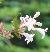 Abeliacflofloribundawikimediacommons1