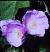 abutiloncflospsuntensefoord1