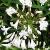 agapanthuscflos1campanulatusalbidusgarnonswilliams1
