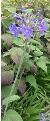 agapanthuscfloscampanulatushardyplantssociety1