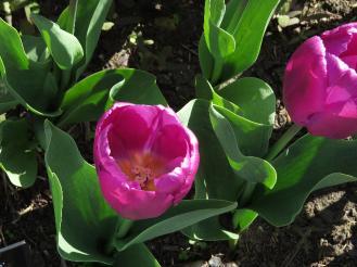 tulipapurpleprinceflosgarnonswilliams