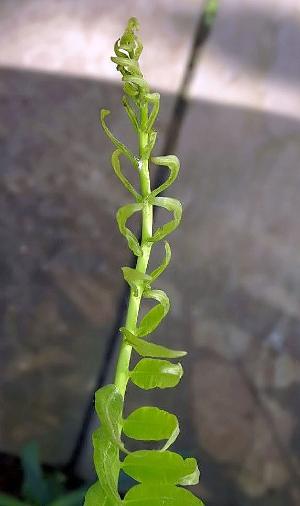 acrostichumdanaefoliumpfoljuvenilewikimediacommons
