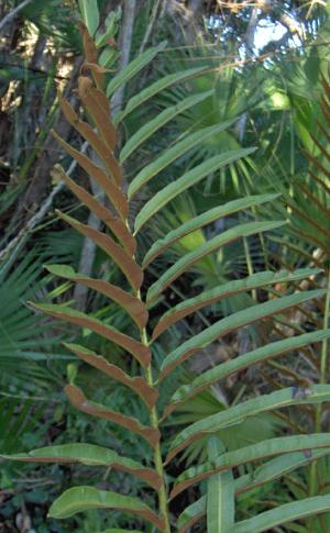acrostichumdanaefoliumpfruwikimediacommons