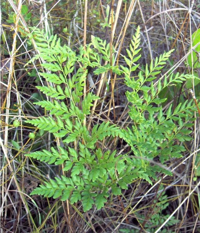 anemiaadiantifoliapforwikimediacommons
