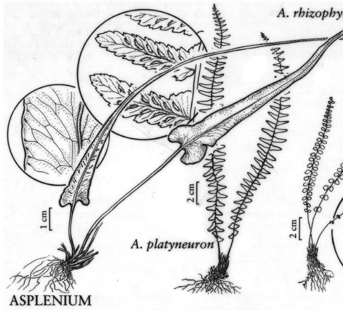 aspleniumplatyneuronpfigureefloras
