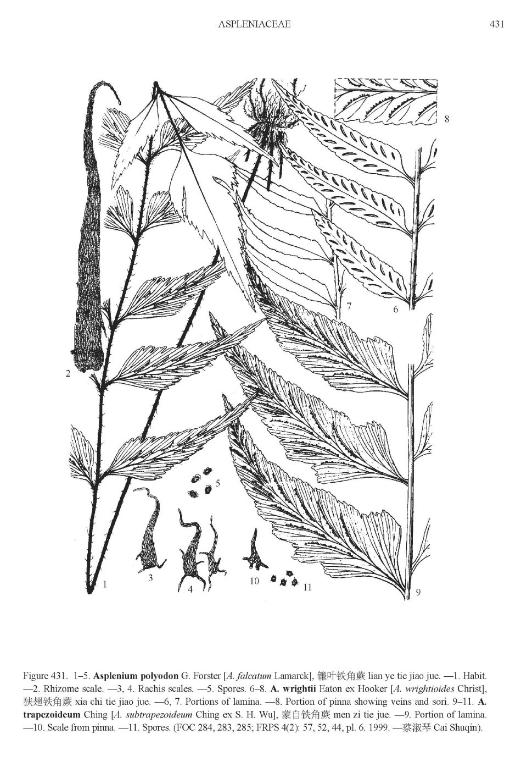 aspleniumpolyodonpfigureefloras