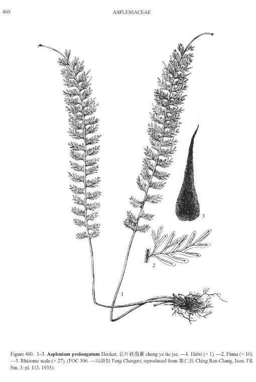 aspleniumprolongatumpfigureefloras