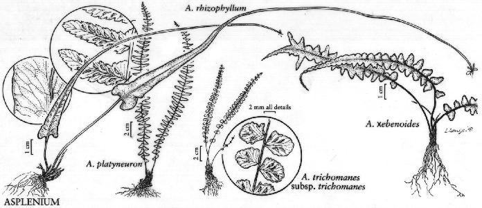aspleniumrhizophyllumpfigureefloras