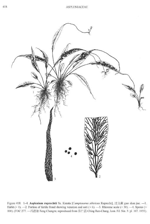 aspleniumruprechtiipfigureefloras